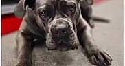 Hope a rejoint le concours — aidez-le/la à gagner de superbes lots ! dog, canine, pet, lying_down, floor, kibble, waiting, closeup, brown, paws, ears, indoor, animal, expression, focused, blurred_background, large_dog, resting, nails, snout