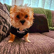 Rizzy is registered to the contest to win money with this photo: dog, puppy, small_dog, fluffy, raiders_tshirt, couch, living_room, curtains, pet, cute, fur, indoors, cozy, brown, black_shirt, textile, home, sitting, portrait, animal