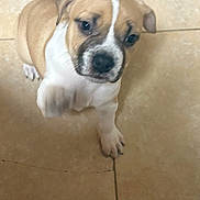 Sonora is registered to the contest to win money with this photo: adorable, animal, brown, canine, closeup, curious, cute, dog, fur, indoor, mammal, paw, pet, playful, puppy, sitting, small, tile_floor, white, young