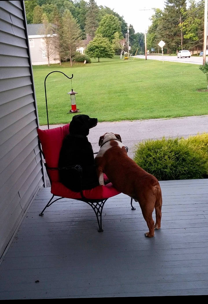 Bumper And Bugsy joined the competition — help win amazing prizes! building, canidae, carnivore, collar, companion_dog, dog, dog_breed, dog_collar, fawn, grass, house, leash, pet_supply, plant, shade, sky, sporting_group, tail, tree, working_animal