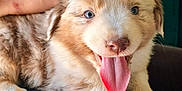 Aïko participe au concours pour gagner de l'argent avec cette photo : puppy, dog, tongue_out, fluffy, happy, pet, animal, indoor, person_hand, lap, cute, young, furry, resting, domestic_animal, smiling, closeup, canine, fur, friendly