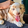puppy, dog, tongue_out, fluffy, happy, pet, animal, indoor, person_hand, lap, cute, young, furry, resting, domestic_animal, smiling, closeup, canine, fur, friendly
