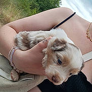 Aïko participe au concours pour gagner de l'argent avec cette photo : puppy, dog, blue_eyes, person, arm, hand, bracelet, outdoor, nature, greenery, cloudy_sky, black_top, gold_necklace, tattoo, cute, fluffy, pet, holding, close_up, summer