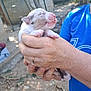 puppy, newborn, animal, dog, person, hands, outdoor, fence, trees, sunlight, nature, earth, dirt, rocks, holding, cute, pet, young, skin, blue_shirt