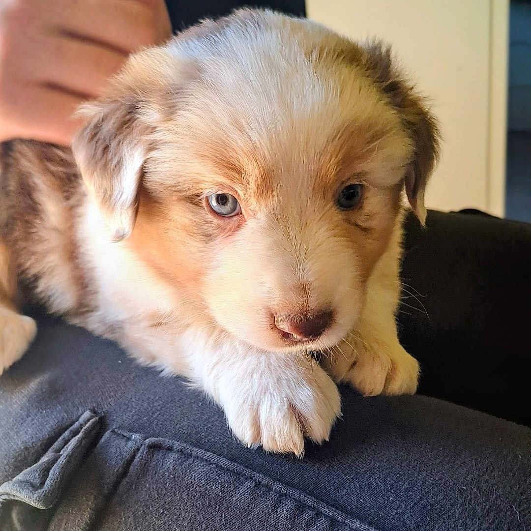 Aïko a rejoint le concours — aidez-le/la à gagner de superbes lots ! animal, black_clothing, blue_eyes, close_up, companion, couch, cute, dog, domestic, fur, hand, indoor, lap, person, pet, puppy, resting, soft, warm_light, young