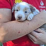 puppy, dog, person, arms, red_shirt, outdoor, grass, holding, cuddling, closeup, cute, pet, young_dog, fur, white_pants, casual_clothing, sunlight, nature, comfort, affection