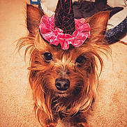 Pepsi joined the competition — help win amazing prizes! adorable, animal, carpet, close_up, costume, cute, dog, ears, face, fur, hat, indoors, looking_at_camera, nose, pet, pink_ruffles, portrait, scruffy_fur, small_dog, witch_hat