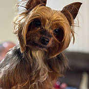 Pepsi joined the competition — help win amazing prizes! dog, yorkshire_terrier, pet, close_up, portrait, animal, fur, ears, cute, domestic_animal, canine, whiskers, fluffy, looking_at_camera, indoor, small_dog, soft_light, brown_fur, black_nose, friendly