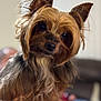 dog, yorkshire_terrier, pet, close_up, portrait, animal, fur, ears, cute, domestic_animal, canine, whiskers, fluffy, looking_at_camera, indoor, small_dog, soft_light, brown_fur, black_nose, friendly
