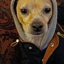 Digger joined the competition — help win amazing prizes! dog, small_dog, hood, jacket, pet, indoor, close_up, furniture, couch, brown, beige, animal, cute, portrait, clothing, canine, domestic_animal, face, sitting, looking