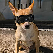 Digger is registered to the contest to win money with this photo: canine, close_up, concrete, dog, ears_up, fashion_accessory, goggles, muzzle, night, outdoor, paws, pet, portrait, protective_goggles, sidewalk, sitting, small_dog, tan_fur, urban, whiskers