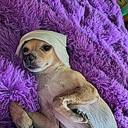 Digger is registered to the contest to win money with this photo: dog, small_dog, lying_down, purple_rug, fluffy_texture, white_cloth, pet, indoor, cute, relaxed, animal, fur, paw, snout, canine, resting, cozy, domestic_animal, soft, bedroom