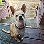 Digger joined the competition — help win amazing prizes! chihuahua, close_up, collar, companion, cute, dog, front_steps, large_ears, looking_up, outdoor, paws, pet, porch, sitting, spiked_collar, stairs, tan_fur, welcome_mat, white_markings, wooden_deck