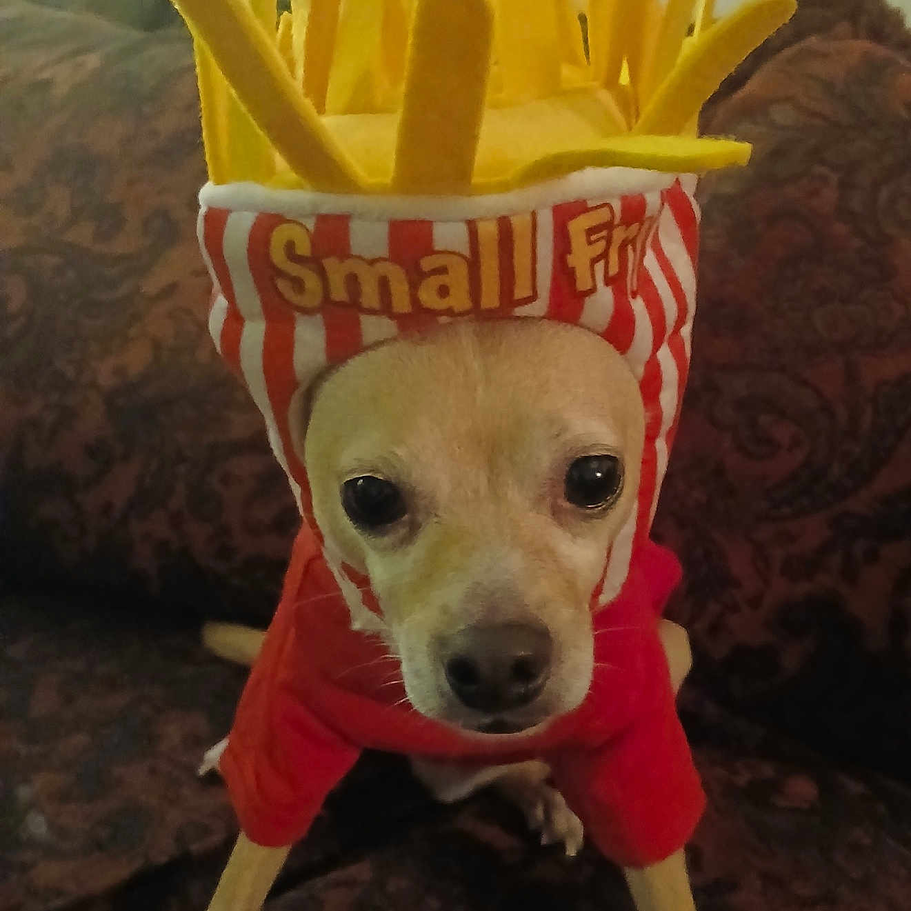 Digger joined the competition — help win amazing prizes! animal, canine, chihuahua, clothing, costume, couch, cushion, dog, food, fries, furniture, homedecor, hound, lunch, meal, person, pet, produce, puppy, snack