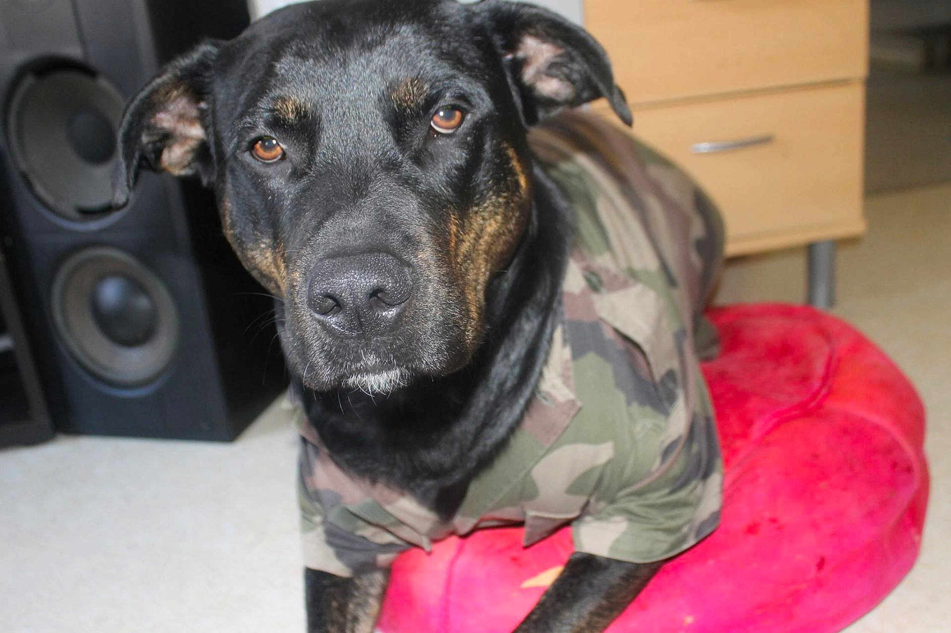 Sheeva a rejoint le concours — aidez-le/la à gagner de superbes lots ! dog, black_dog, camouflage_jacket, pet, indoor, cushion, pink_cushion, furniture, speaker, drawer, floor, closeup, portrait, animal, laying, canine, ears, nose, fur, expression