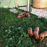 Dyson a rejoint le concours — aidez-le/la à gagner de superbes lots ! dog, puppies, grass, outdoor, backyard, greenery, nature, animal, mammal, pet, mother_dog, young_animals, playful, resting, house, floor, hay_bale, plants, exploring, peaceful