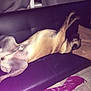 Dyson participe au concours pour gagner de l'argent avec cette photo : dog, couch, pillow, indoor, relaxed, sprawled, legs_up, black_furniture, pet, floor, tile_floor, brown_pillow, canine, sleeping, domestic_animal, home_interior, resting, fur, animal, comfort