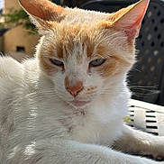 Summer joined the competition — help win amazing prizes! cat, orange_and_white, fur, whiskers, ears, relaxed, sunlight, outdoor, animal, pet, close_up, face, paw, table, nature, blurred_background, sleepy, resting, domestic_cat