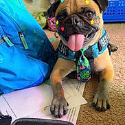 Waffles joined the competition — help win amazing prizes! animal, backpack, basket, carpet, colorful, dog, funny, happy, harness, home, indoor, necktie, nintendo_ds, papers, pet, portrait, pug, sitting, smiling, tongue_out