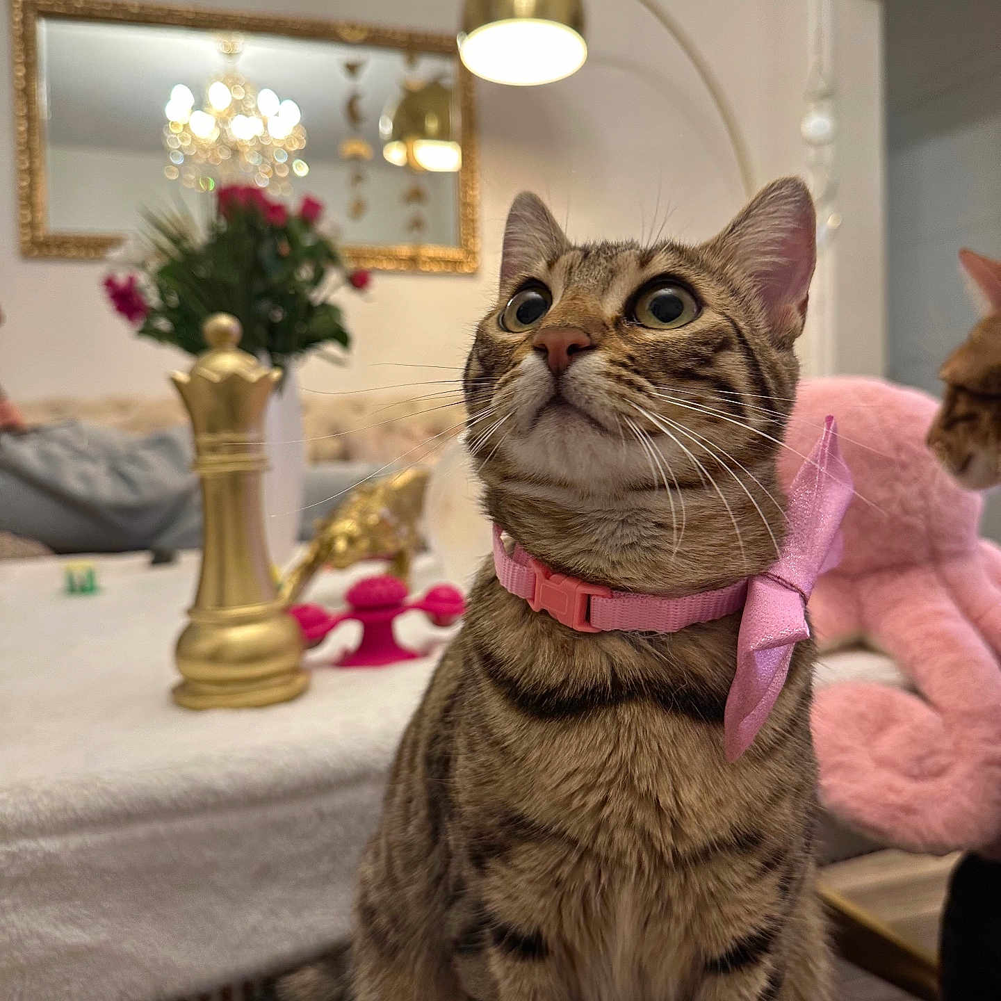 Tigrette Maya a rejoint le concours — aidez-le/la à gagner de superbes lots ! animal, architecture, building, cat, couch, flower, flowerarrangement, furniture, indoors, interiordesign, jar, lamp, lighting, livingroom, plant, planter, pottedplant, pottery, room, vase