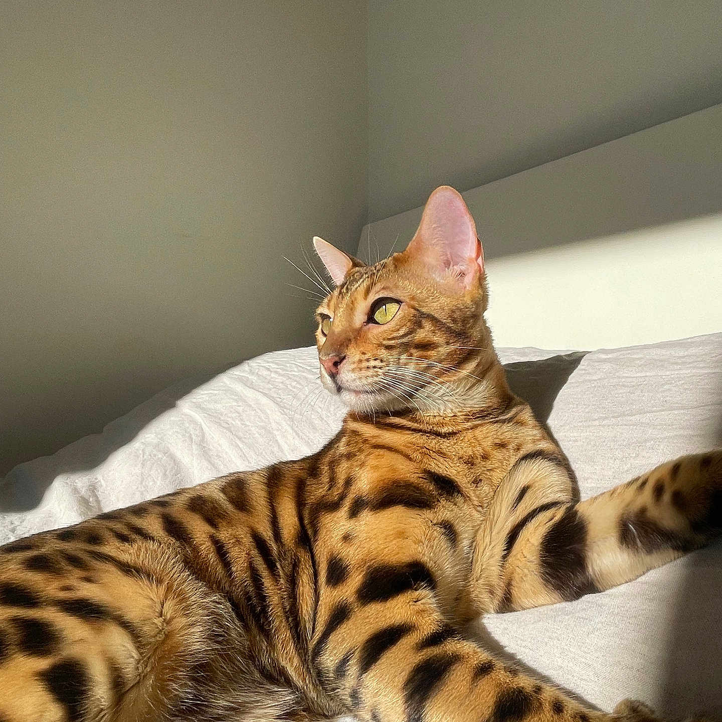 Simba a rejoint le concours — aidez-le/la à gagner de superbes lots ! abyssinian, animal, bed, bedroom, blanket, cat, couch, cushion, egyptiancat, furniture, homedecor, indoors, kitten, manx, ocelot, person, pet, room, sleeping