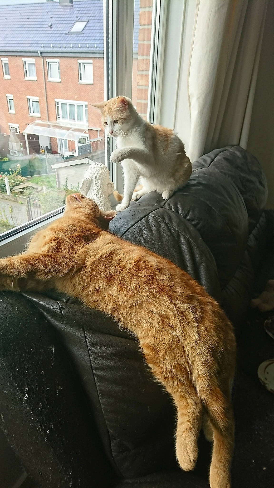 Noe participe au concours pour gagner de l'argent avec cette photo : carnivore, cat, fawn, felidae, fur, small_to_medium_sized_cats, tail, whiskers, window