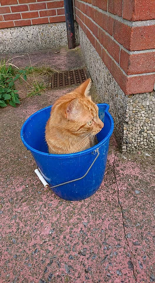 Noe participe au concours pour gagner de l'argent avec cette photo : aegean_cat, bucket, carnivore, cat, domestic_short_haired_cat, european_shorthair, fawn, felidae, german_rex, litter_box, small_to_medium_sized_cats, tabby_cat, whiskers