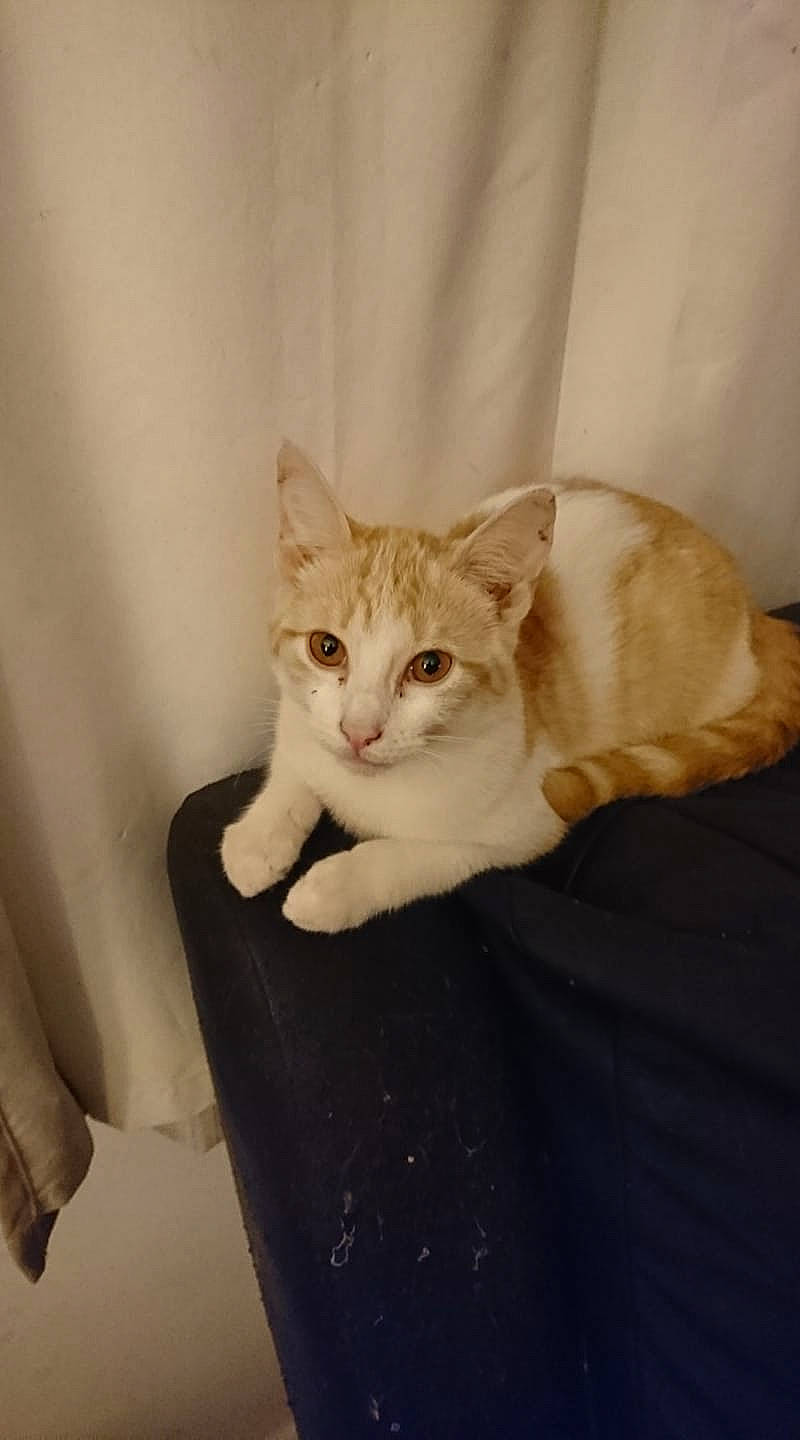 Mitsye a rejoint le concours — aidez-le/la à gagner de superbes lots ! aegean_cat, american_wirehair, arabian_mau, asian, australian_mist, burmilla, carnivore, cat, domestic_short_haired_cat, european_shorthair, fawn, felidae, fur, german_rex, kitten, mammal, ojos_azules, singapura, small_to_medium_sized_cats, whiskers