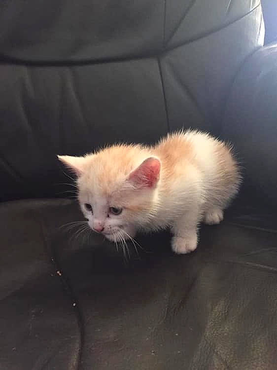 Mitsye a rejoint le concours — aidez-le/la à gagner de superbes lots ! carnivore, cat, ear, eye, fawn, felidae, fur, kitten, mammal, munchkin, nose, persian, ragdoll, skin, small_to_medium_sized_cats, snout, turkish_angora, turkish_van, vertebrate, whiskers