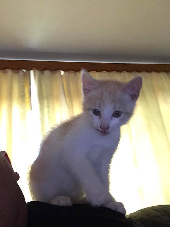 Mitsye participe au concours pour gagner de l'argent avec cette photo : asian, burmese, burmilla, carnivore, cat, colorpoint_shorthair, felidae, javanese, khao_manee, kitten, mammal, small_to_medium_sized_cats, tonkinese, turkish_angora, vertebrate, whiskers