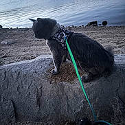Chewy is registered to the contest to win money with this photo: dog, pet, fluffy, dark_fur, outdoor, lake, water, shoreline, rocks, stone_wall, ledge, harness, leash, green_leash, sitting, profile, nature, landscape, travel, portrait