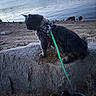 dog, pet, fluffy, dark_fur, outdoor, lake, water, shoreline, rocks, stone_wall, ledge, harness, leash, green_leash, sitting, profile, nature, landscape, travel, portrait