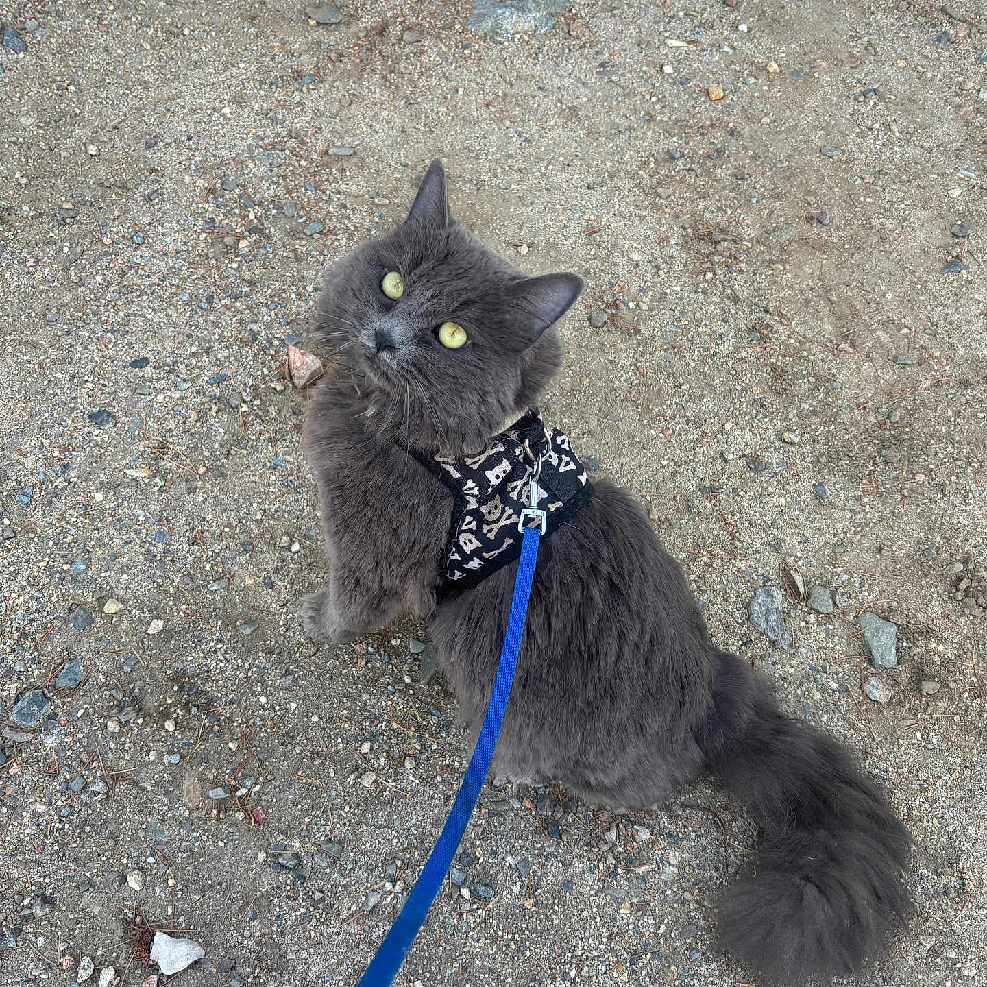 Chewy