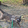 Chewy is registered to the contest to win money with this photo: cat, black_cat, pet, animal, feline, harness, leash, outdoor, park, trees, nature, ground, dirt, leaves, walking, standing, short_hair, green_leash, woodland, sunlight