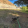 Chewy is registered to the contest to win money with this photo: dog, puppy, pet, leash, outdoor, farmland, field, furrows, soil, mountain, hillside, rocks, trees, leaves, nature, landscape, sunlight, blue_sky, walking, agriculture
