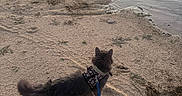 Chewy is registered to the contest to win money with this photo: animal, beach, calm, cat, evening, fur, gray_cat, harness, leash, nature, outdoor, pet, quiet, reflection, sand, shore, sunlight, tail, walking, water