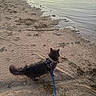 animal, beach, calm, cat, evening, fur, gray_cat, harness, leash, nature, outdoor, pet, quiet, reflection, sand, shore, sunlight, tail, walking, water