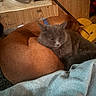 Chewy is registered to the contest to win money with this photo: animal, blanket, blue_blanket, brown_dog, cat, close_up, companion, cozy, curled_up, dog, domestic, fur, furry, gray_cat, indoor, pet, relaxation, resting, sleeping, wood_paneling