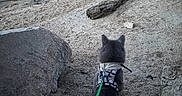 Chewy joined the competition — help win amazing prizes! cat, pet, harness, leash, outdoors, lakeshore, lake, water, rocks, rocky_terrain, mountains, wilderness, nature, landscape, shoreline, adventure, exploration, gray_cat, back_view, travel