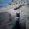 cat, pet, harness, leash, outdoors, lakeshore, lake, water, rocks, rocky_terrain, mountains, wilderness, nature, landscape, shoreline, adventure, exploration, gray_cat, back_view, travel