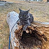 animal, cat, daylight, fur, grass, gray_cat, harness, hollow_log, lake, leash, log, mammal, mountains, nature, outdoor, pet, scenic, tree, wilderness, wildlife