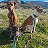Chewy joined the competition — help win amazing prizes! animal, blue_sky, cat, clouds, collar, daytime, dog, field, fur, grass, house, leash, mammal, mountains, nature, outdoor, pets, scenic, sitting, sunlight
