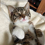 Plumo a rejoint le concours — aidez-le/la à gagner de superbes lots ! kitten, cat, tabby, pet, animal, fur, whiskers, paws, cute, fluffy, indoor, closeup, resting, young, adorable, soft, mammal, feline, sleepy, cozy