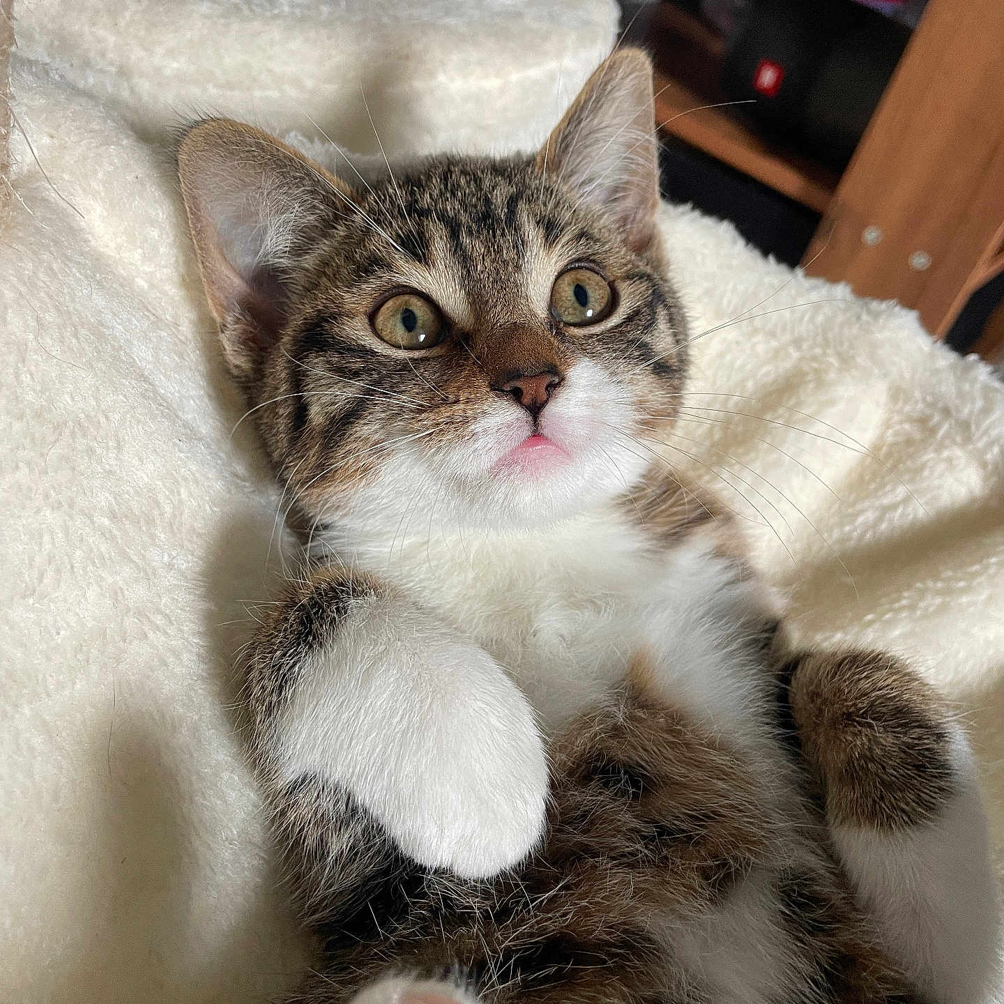 Plumo a rejoint le concours — aidez-le/la à gagner de superbes lots ! adorable, animal, cat, closeup, cozy, cute, feline, fluffy, fur, indoor, kitten, mammal, paws, pet, resting, sleepy, soft, tabby, whiskers, young