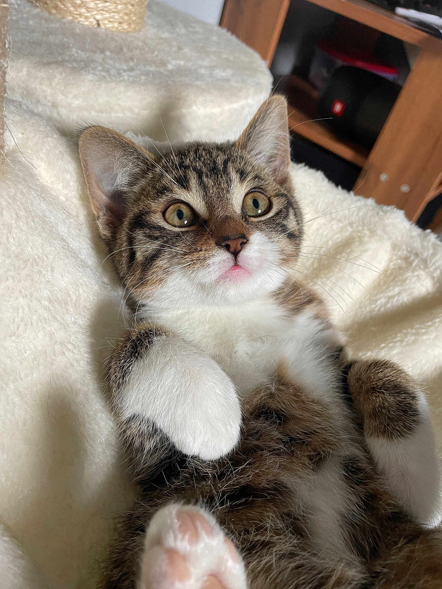 Plumo a rejoint le concours — aidez-le/la à gagner de superbes lots ! kitten, cat, tabby, pet, animal, fur, whiskers, paws, cute, fluffy, indoor, closeup, resting, young, adorable, soft, mammal, feline, sleepy, cozy