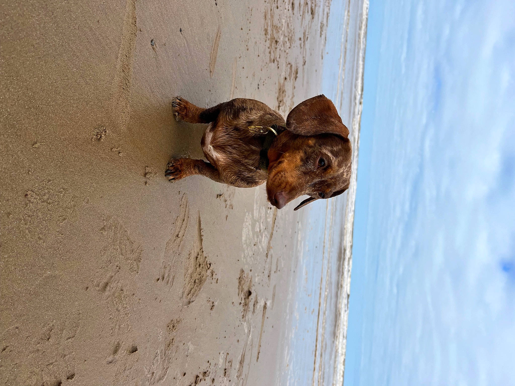 Suzie is registered to the contest to win money with this photo: beach, canidae, carnivore, cloud, dog_breed, fawn, felidae, fur, lake, ocean, sand, sky, small_to_medium_sized_cats, snout, soil, sporting_group, water, wildlife, window, wood