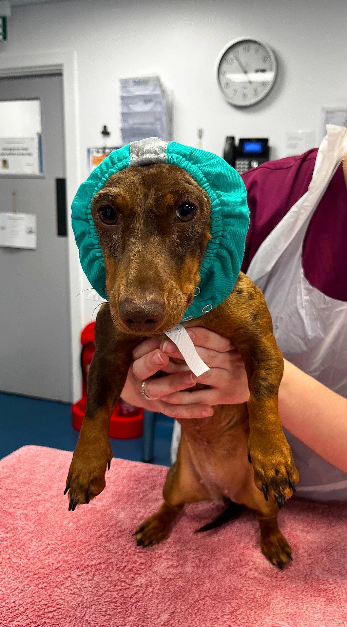 Suzie is registered to the contest to win money with this photo: canidae, carnivore, chair, clock, companion_dog, dog, dog_breed, dog_supply, event, fawn, flooring, fur, guard_dog, hat, hound, liver, snout, sporting_group, working_animal, working_dog