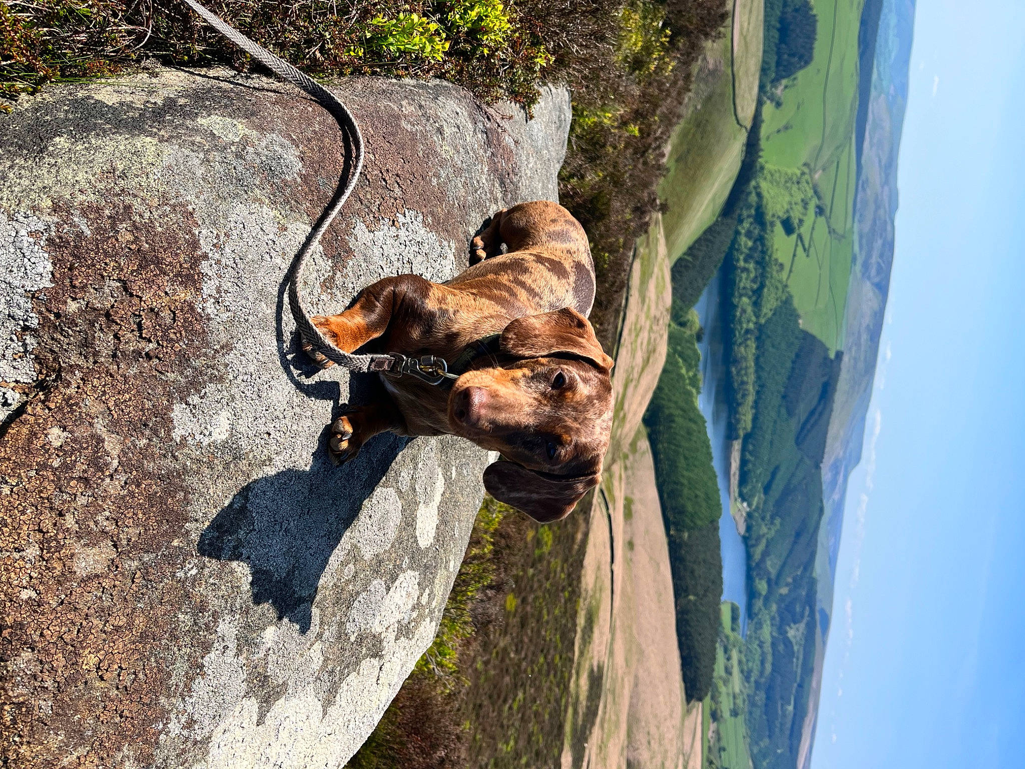 Suzie is registered to the contest to win money with this photo: bedrock, canidae, dog_breed, extreme_sport, fawn, grass, landscape, leisure, mountain, plant, recreation, rock, sky, sporting_group, tail, terrestrial_animal, tree, trunk, wilderness, wood