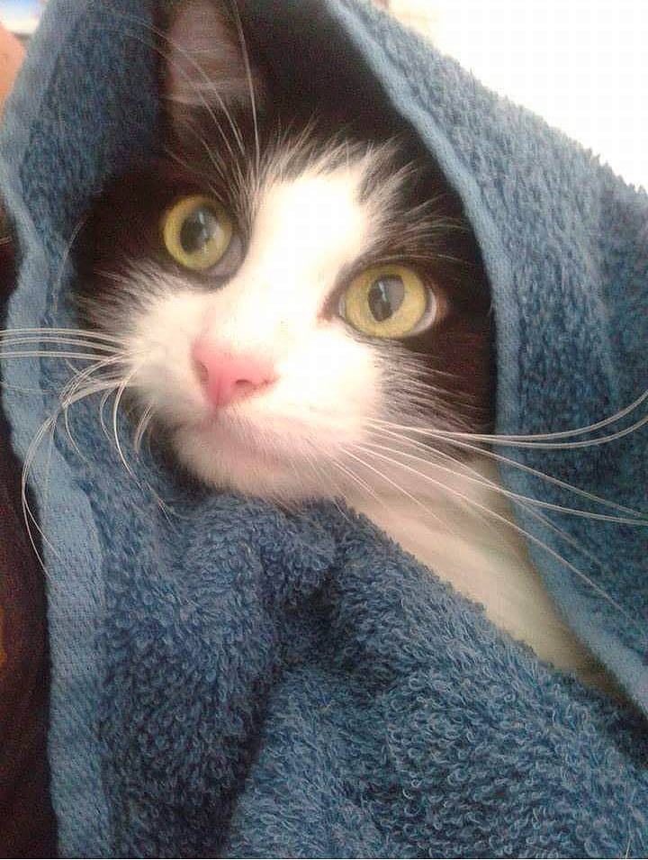 Pandora joined the competition — help win amazing prizes! carnivore, cat, comfort, domestic_short_haired_cat, eyelash, felidae, fur, nose, small_to_medium_sized_cats, snout, terrestrial_animal, tree, whiskers