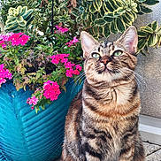 Maïa participe au concours pour gagner de l'argent avec cette photo : cat, tabby_cat, flower_pot, pink_flowers, green_leaves, blue_pot, outdoor, plant, pet, feline, whiskers, fur, striped, garden, nature, sitting, curious, closeup, daylight, concrete_floor